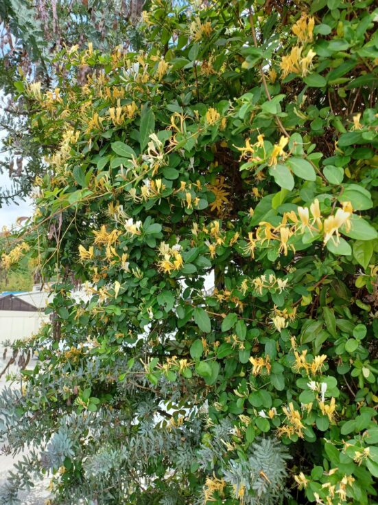 ゴールデンウィークと5月のお休み